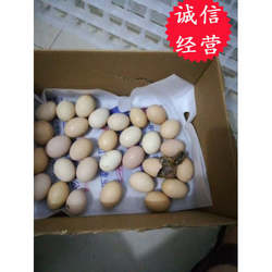 六合毛鸡蛋16-18天老珠子活珠子保证鲜活当天出孵化箱非速冻