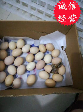 六合毛鸡蛋16-18天天老珠子