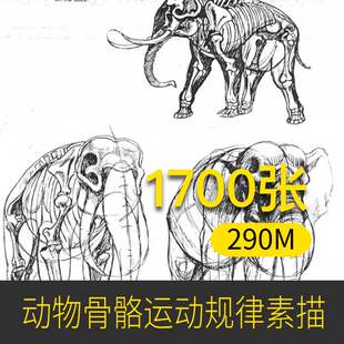 动物线稿肌肉骨骼艺用解剖图集运动规律素描美术绘画参考学习资料