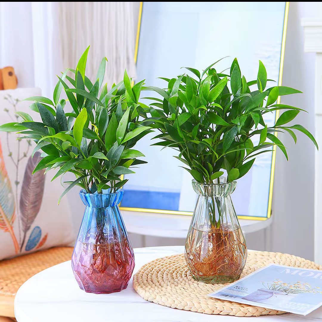 竹柏盆栽水培新宠驱蚊植物室内客厅卧室桌面绿植盆栽花卉四季常青