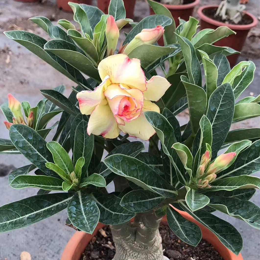 沙漠玫瑰盆栽花苗大重瓣花卉观花植物室内花盆栽四季带花多肉免邮|msdalam kategori penghantaran bunga/bunga simulasi/tumbuhan berkebun, bunga/Tumbuh-tumbuhan tumbuh-tumbuhan pasu (baru), bunga - dari Buy2taobao.com untuk memberikan perkhidmatan ejen Taobao profesional membeli