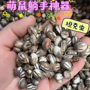 仓鼠乖乖躺手训养零食坦克虫洋辣子金丝熊增肥粮食蜜袋鼯新杨拉罐