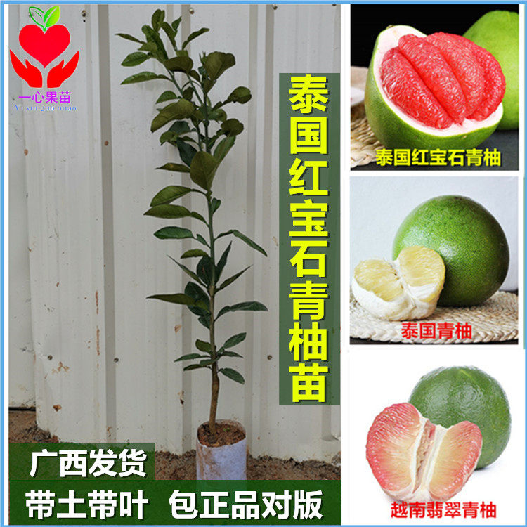 新品种泰国红宝石青柚树苗越南青柚苗结果快盆栽地栽南方果树带土