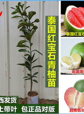 新品种泰国红宝石苗越南翡翠青柚