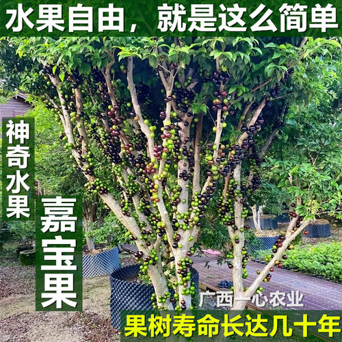 四季常绿树形美观易种植嘉宝果