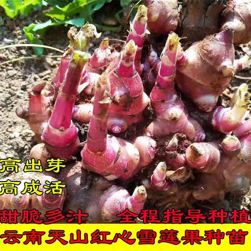 雪莲果种孑种球黄心红心优质种植苗种云南农家雪莲果苗种子秧苗