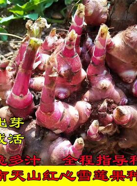 雪莲果种孑种球黄心红心优质种植苗种云南农家雪莲果苗种子秧苗