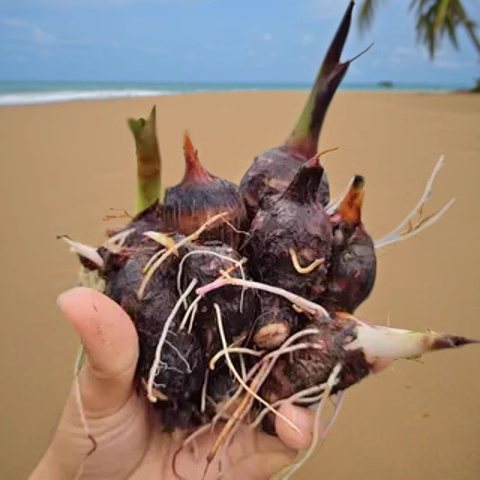 荔浦芋头种子种植苗槟榔芋紫图片