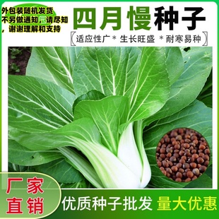 种籽四月慢五月慢上海青菜种籽小油菜鸡毛菜盆栽春秋四季 蔬菜种子