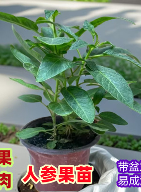 人生果树果苗云南地栽阳台苗子种苗南北方黄心人参果苗盆栽种植苗