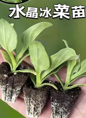 冰菜苗子幼苗种籽子口感冰爽脆嫩蔬菜种籽种苗盆栽蔬菜种子冰草苗