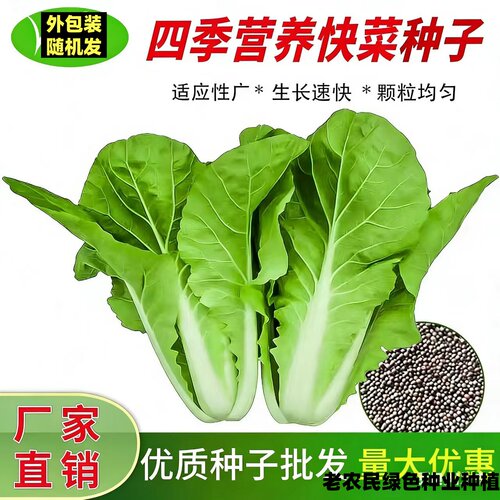 四季奶油快菜种子小白菜菜籽