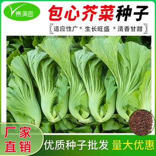 种籽大肉包心芥菜种子脆嫩芥菜种子盆栽阳台农田菜园种植蔬菜