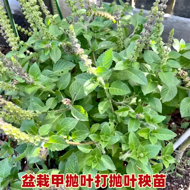 甲抛叶苗泰国打抛叶盆栽种植苗猪肉配菜塔抛叶嘎抛叶香草香菜秧苗
