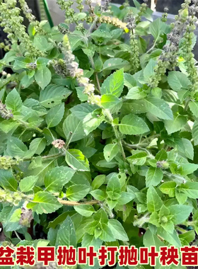 甲抛叶苗泰国打抛叶盆栽种植苗猪肉配菜塔抛叶嘎抛叶香草香菜秧苗