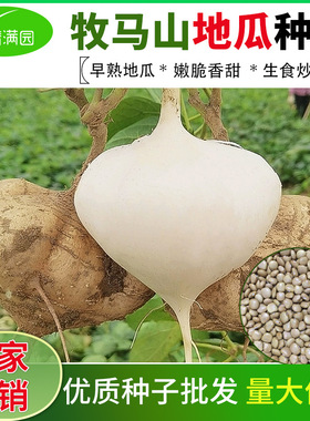 种籽牧马山地瓜种籽凉薯水果地瓜种子产早熟种子阳台盆栽蔬菜