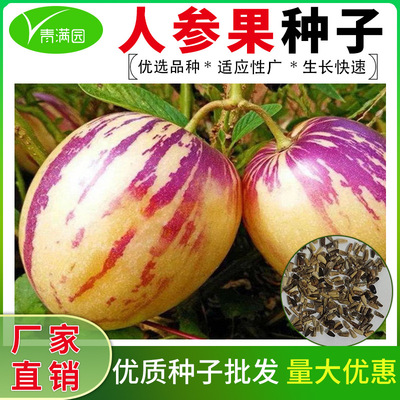种籽人参果种子籽肉厚清香花果奶香黄肉农田菜园新种子发芽率
