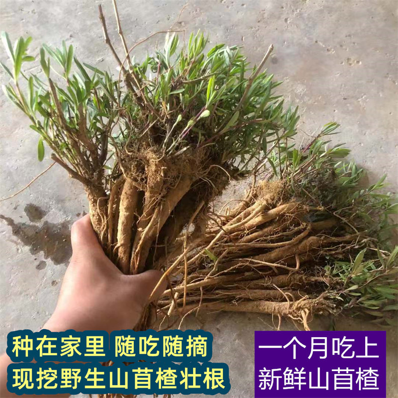 农家深山山苜楂菜苗现挖根壮新鲜阳台院子蔬菜种植山蚂蚱菜野菜苗