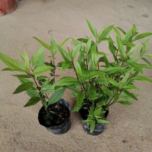 佩兰苗水香鸡骨香中草药植物苗阳台庭院盆栽驱蚊植物室内包邮