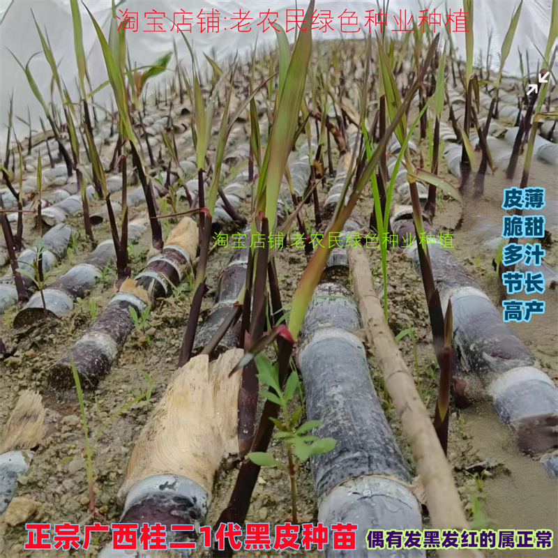 水果黑皮甘蔗苗种子黄金甘蔗种苗