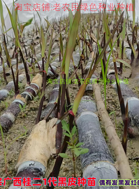 黑皮水果甘蔗苗种籽北方甘蔗种子盆栽种植苗甘蔗苗种黄金甘蔗种苗