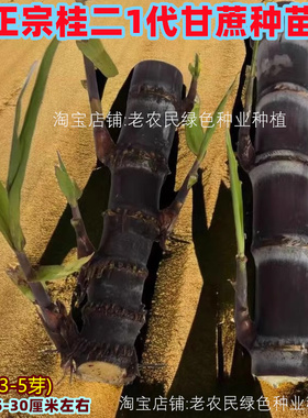 黄金黑皮甘蔗带芽黄皮甜甘蔗种苗盆栽小苗种植水果种籽甘蔗种种子