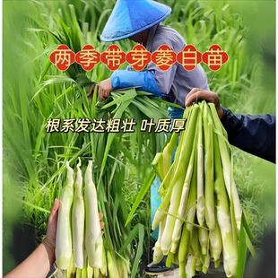 茭白苗种早熟双季单季高笋苗高瓜冬笋苗老根老苗水生菜籽种蔬菜苗