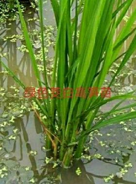 野菜农家茭白种苗高笋苗春夏秋季水田种植秋季九月前后采收精品蔬