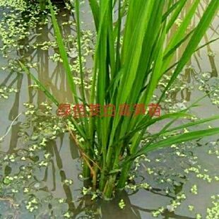 野菜农家茭白种苗高笋苗春夏秋季水田种植秋季九月前后采收精品蔬