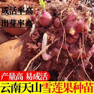 雪莲果种籽种球黄心红心优质高产苗种云南农家雪连果种子种植苗子