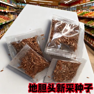 龙胆草种子中药材种籽四季种植易活地胆头磨地胆鹿耳草三花龙胆苗