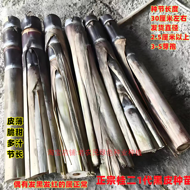 黑皮甘蔗种子种植黄金甘蔗种苗