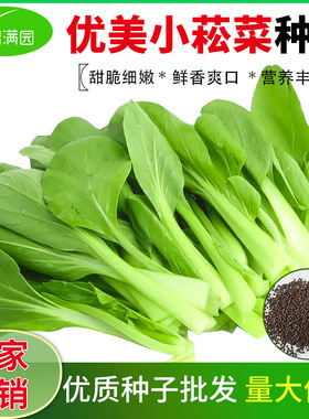老品种小菘菜种子四季播种籽矮脚奶白菜籽农家阳台盆栽蔬菜种子