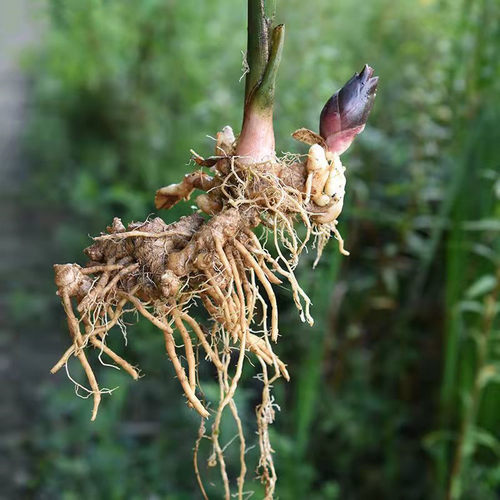 山姜花素材模板 山姜花图片下载 小麦优选