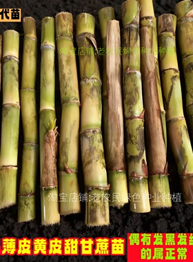 广西黑皮甘蔗苗南北方盆栽黄皮甘蔗种子带芽水果苗种黄金甘蔗种苗