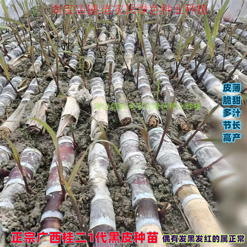 广西黑皮甘蔗苗种带芽孢黄金种苗
