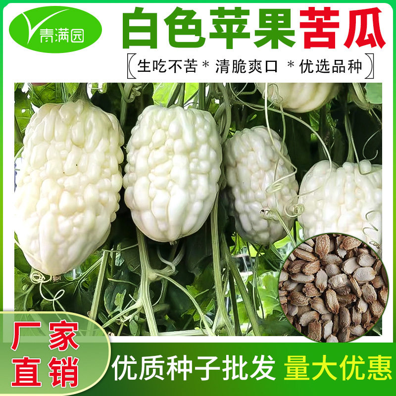 种籽白色苹果苦瓜种子厚肉白皮苦瓜甜脆爽口可生吃农田菜园
