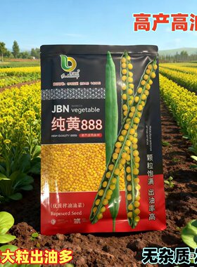 纯黄油菜花种子观赏食用耐寒菜籽