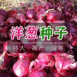 红皮洋葱种子紫皮洋葱大圆葱种籽春秋季农家青菜子阳台盆栽蔬菜籽