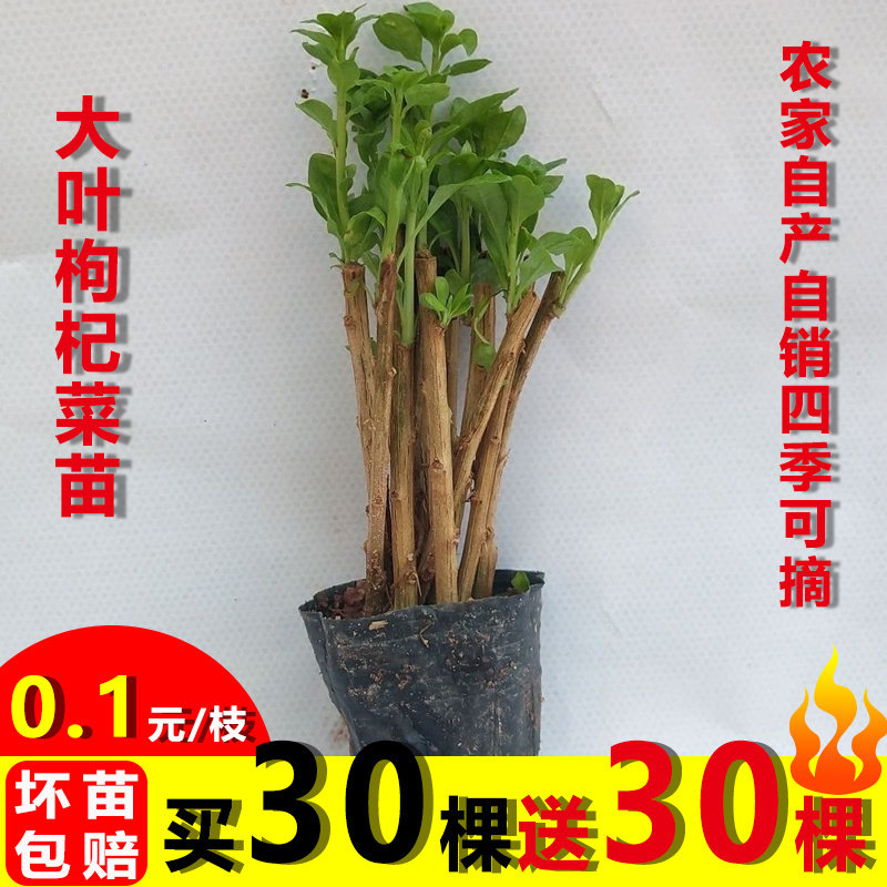 野菜野菜菜籽枸杞菜苗可食用枸杞苗枸杞子四季阳台耐寒正宗枸杞叶