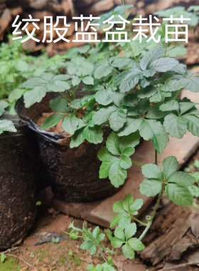 七叶绞股蓝种植苗绞股蓝龙须茶种苗带盆土药用甘甜味盆栽小苗种子