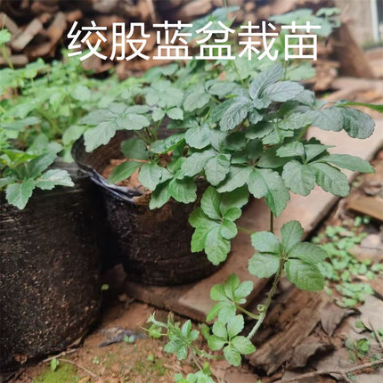七叶绞股蓝种植苗绞股蓝龙须茶种苗带盆土药用甘甜味盆栽小苗种子