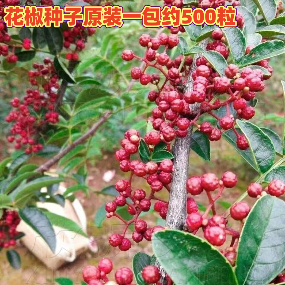 大红袍花椒种子青花椒籽籽种四季图片