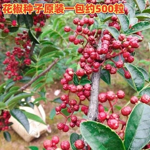 大红袍花椒种子青花椒籽九叶花椒树种籽包邮带刺篱笆植物籽种四季