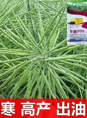高产油菜种子矮杆菜籽华油999榨油华油567油菜籽秦油88油菜花种籽