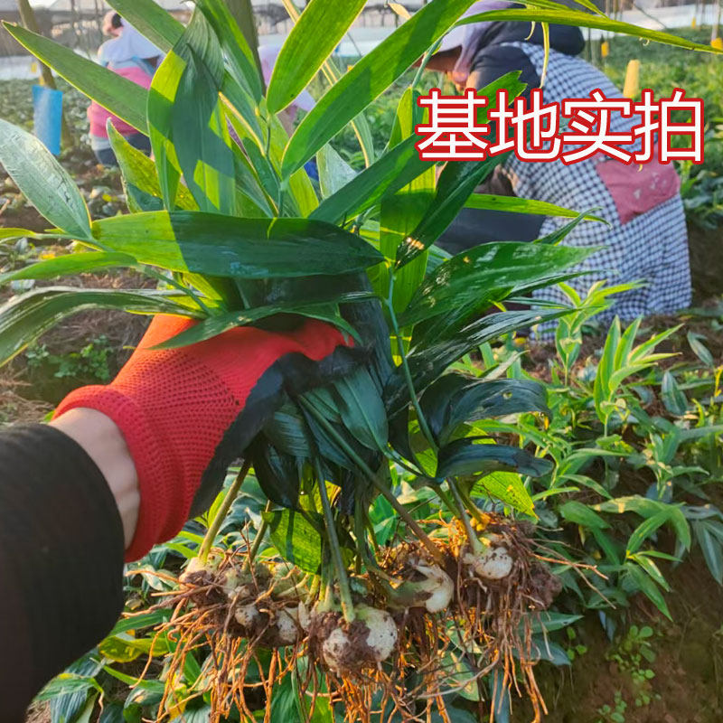 黄精种植苗姜型四川多花不倒苗甜黄精老虎姜种苗中药材新鲜滇黄精图片
