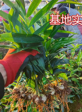 黄精种植苗姜型四川多花不倒苗甜黄精老虎姜种苗中药材新鲜滇黄精