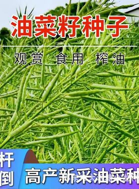 超级油王778油菜籽高产榨油非转基因高油矮杆耐寒抗倒油菜花种子