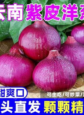 云南新鲜紫洋葱洋葱头生吃洋葱凉拌炒菜脆甜微辣红洋葱可做种子