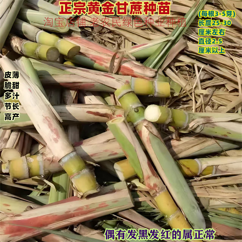 水果黑皮甘蔗苗四季南北方种黄皮苗种带芽孢种子白玉脆甜甘蔗种苗